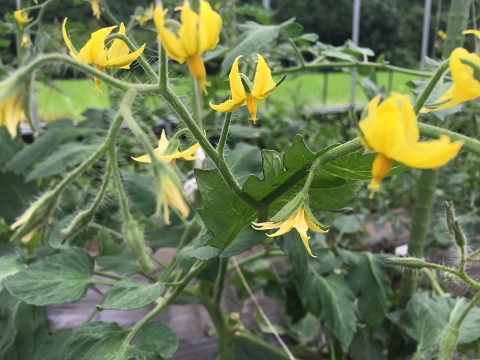 トマトの花 株式会社龍の瞳